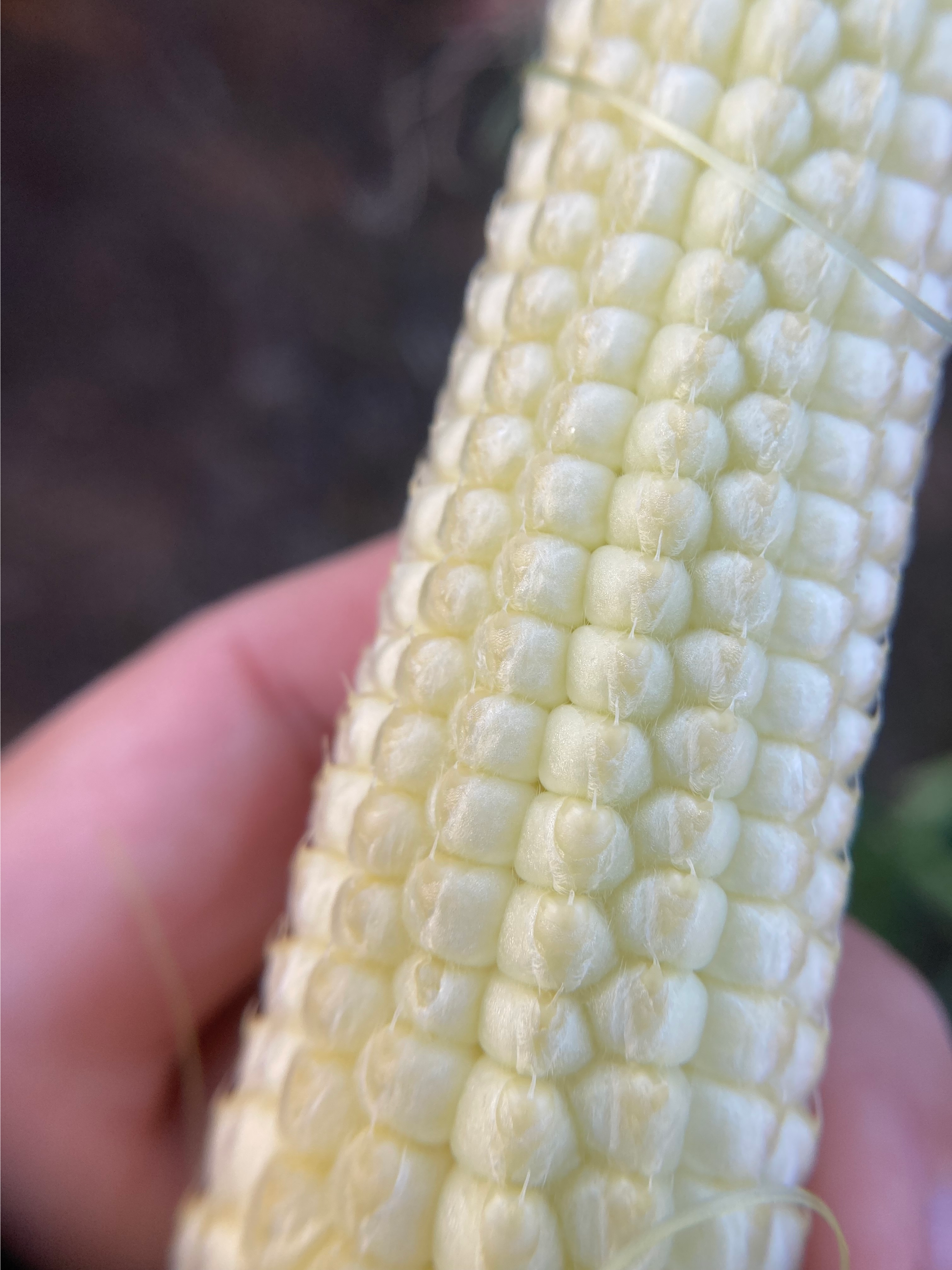 Close up of kernels on a corn beginning to form.